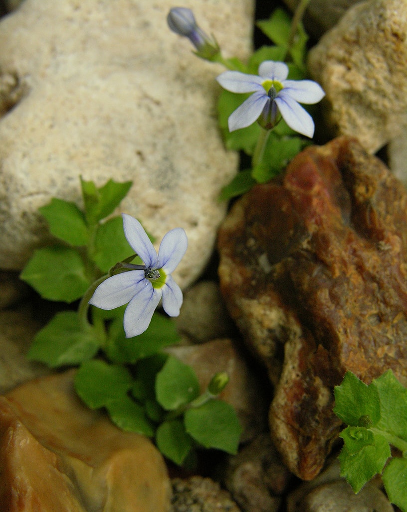 Image of Lobelia pedunculata specimen.