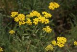 Achillea micrantha. Верхушки цветущих растений. Ростовская обл., Цимлянский р-н, пос. Дубравный, сосняк на песке. 15.06.2015.