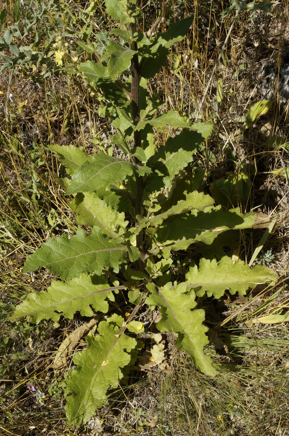 Изображение особи Verbascum banaticum.