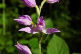 Cephalanthera rubra. Цветок. Республика Адыгея, Майкопский р-н, ок. 2,5 км северо-восточнее ст. Даховская, хребет Скалистый (Уна-Коз), у скалы Чёртов Палец, опушка лиственного леса, выс. ок. 1000 м н.у.м. 02.07.2017.