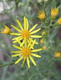 Senecio grandidentatus