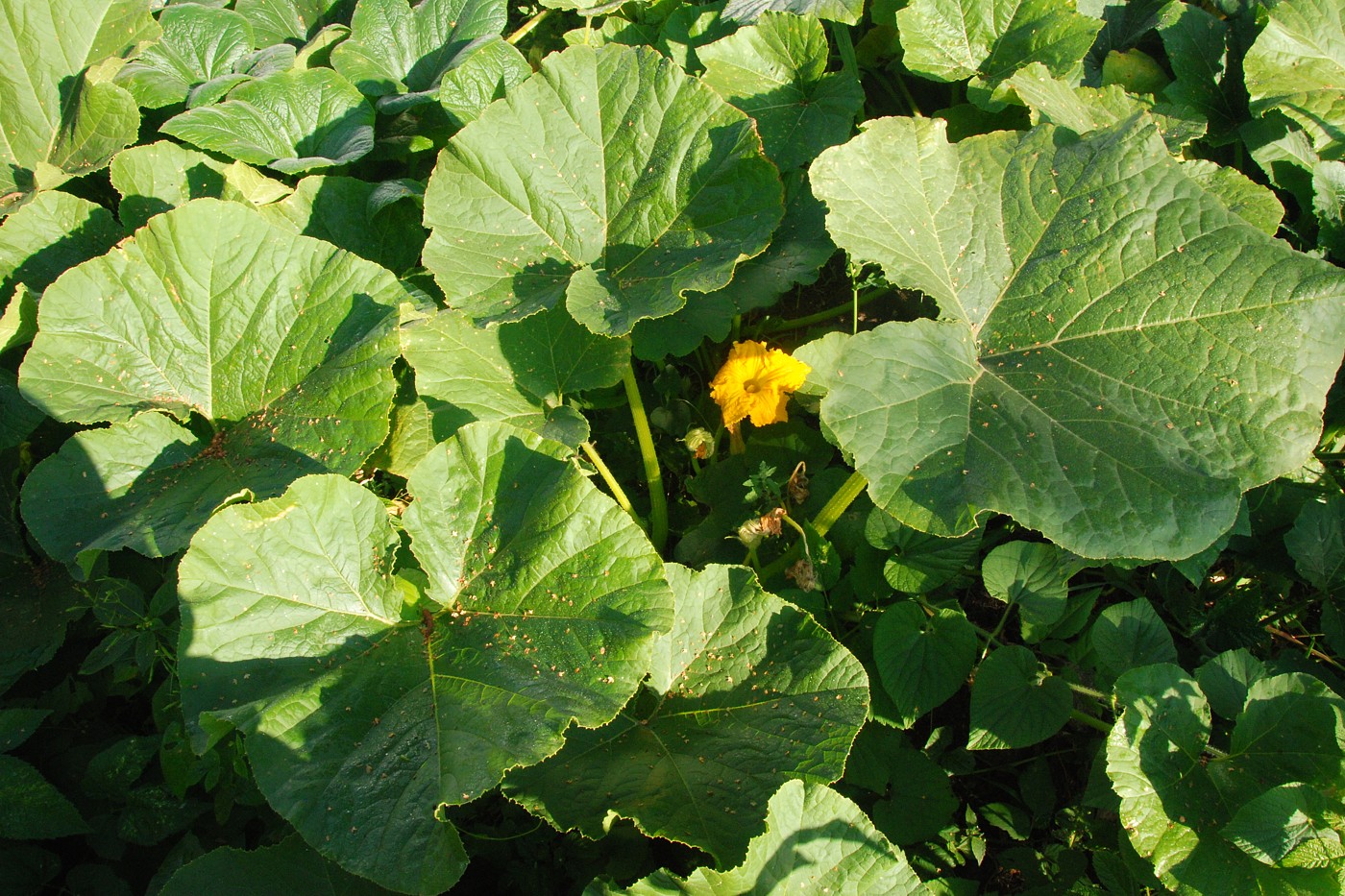 Image of Cucurbita pepo specimen.