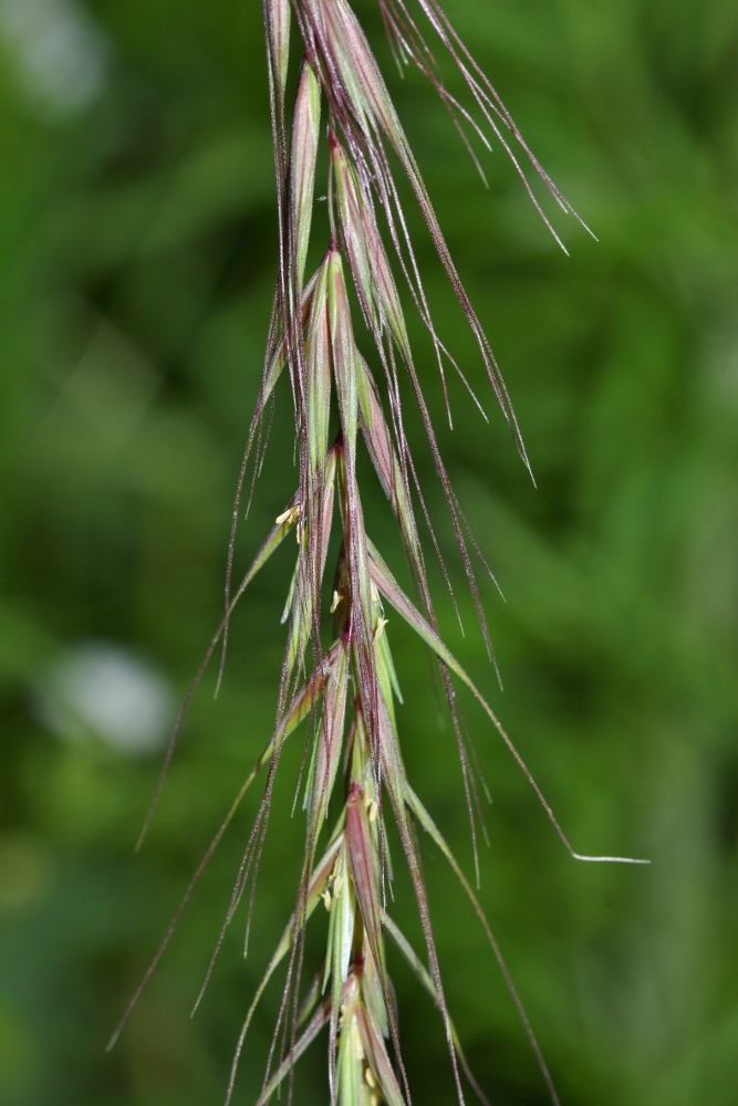 Image of Elymus sibiricus specimen.