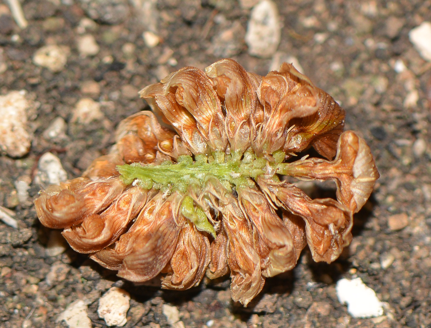 Image of Trifolium campestre specimen.