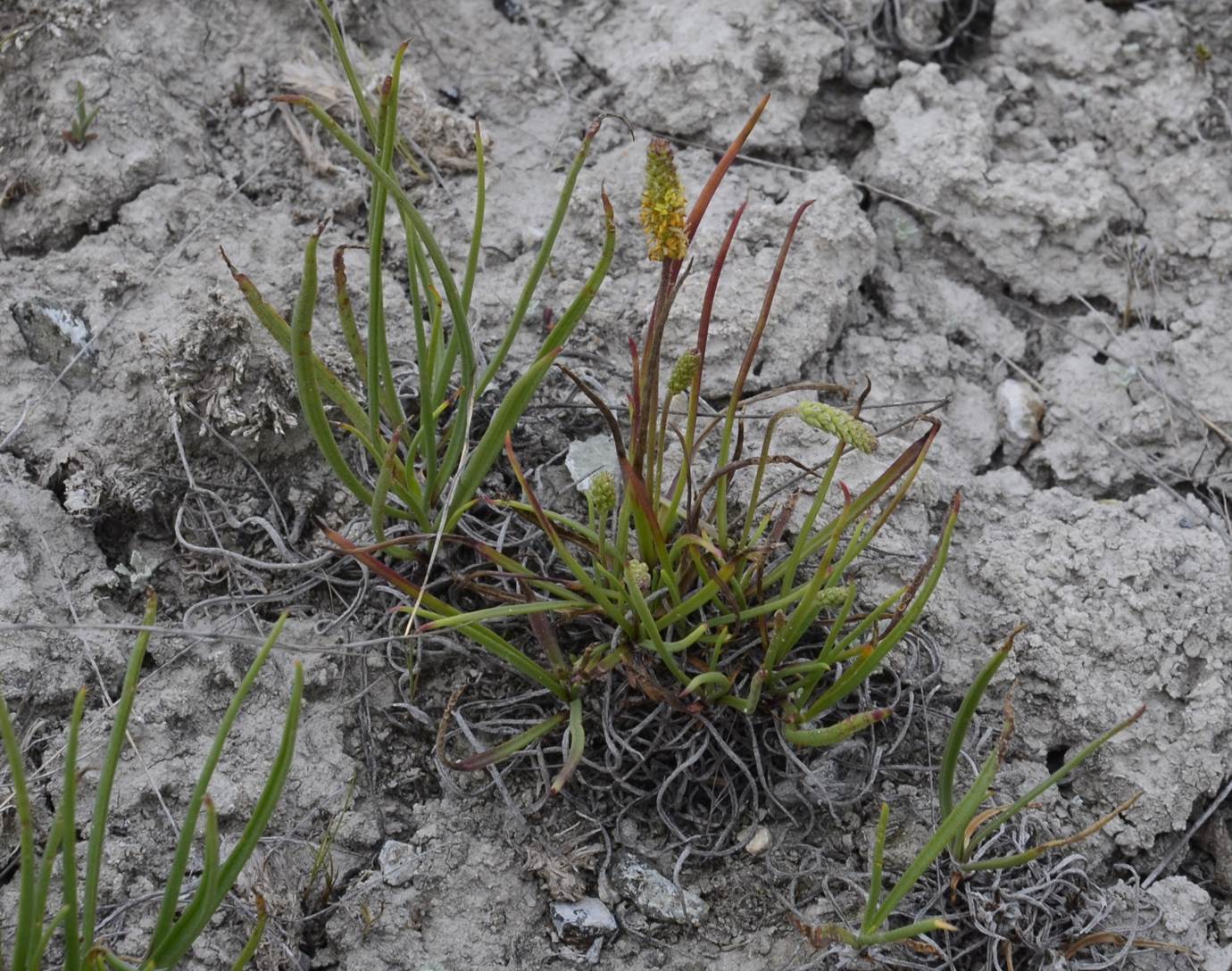 Image of Plantago salsa specimen.