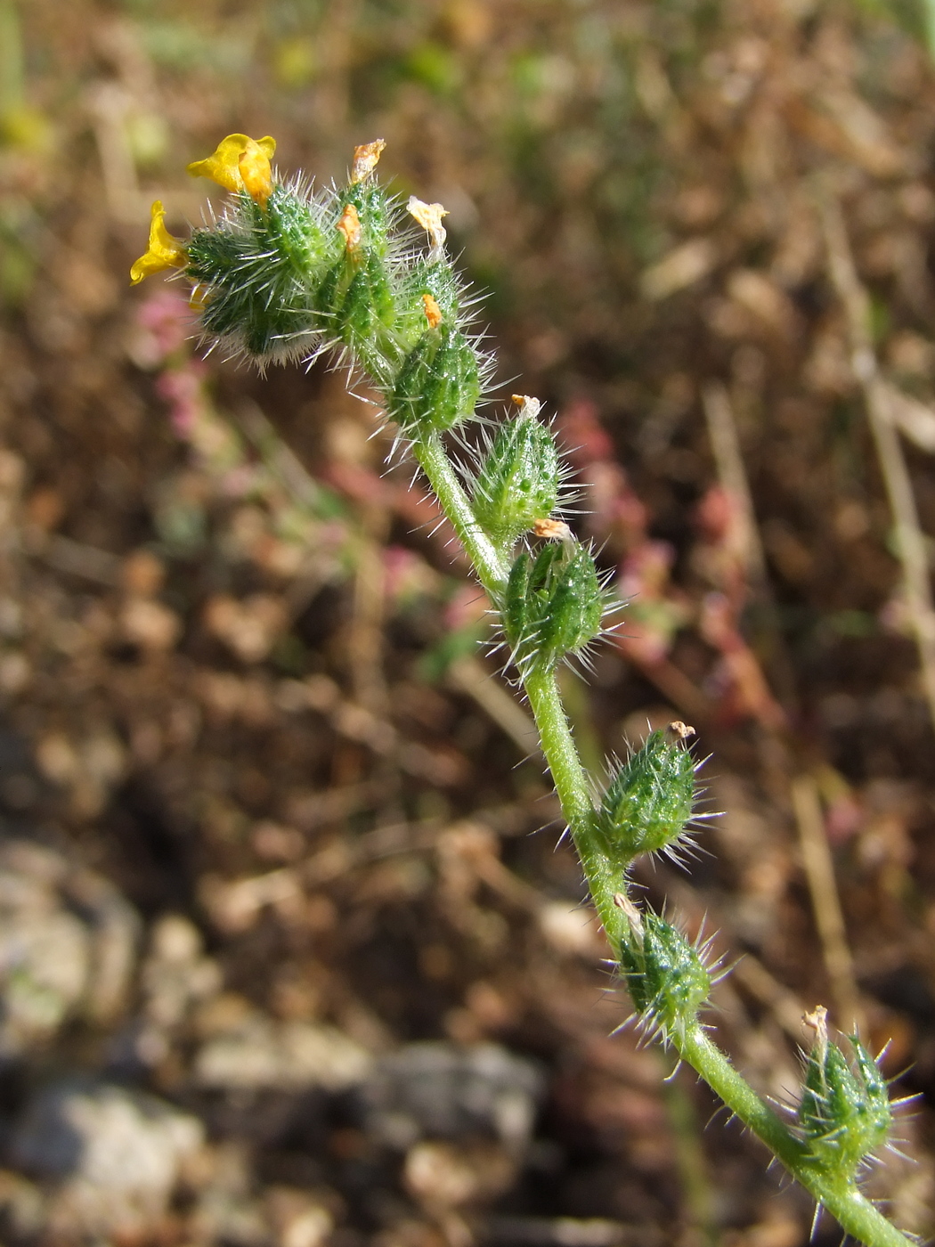 Изображение особи Amsinckia micrantha.