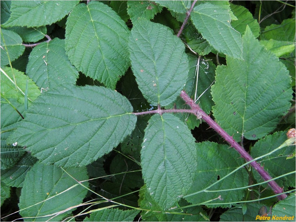 Изображение особи Rubus hirtus.