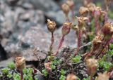 Saxifraga oppositifolia. Часть куртины с завязавшимися плодами. Мурманская обл., Кольский р-н, окр. пос. Лодейное, ущелье в устье губы Лодейной. 20.07.2017.