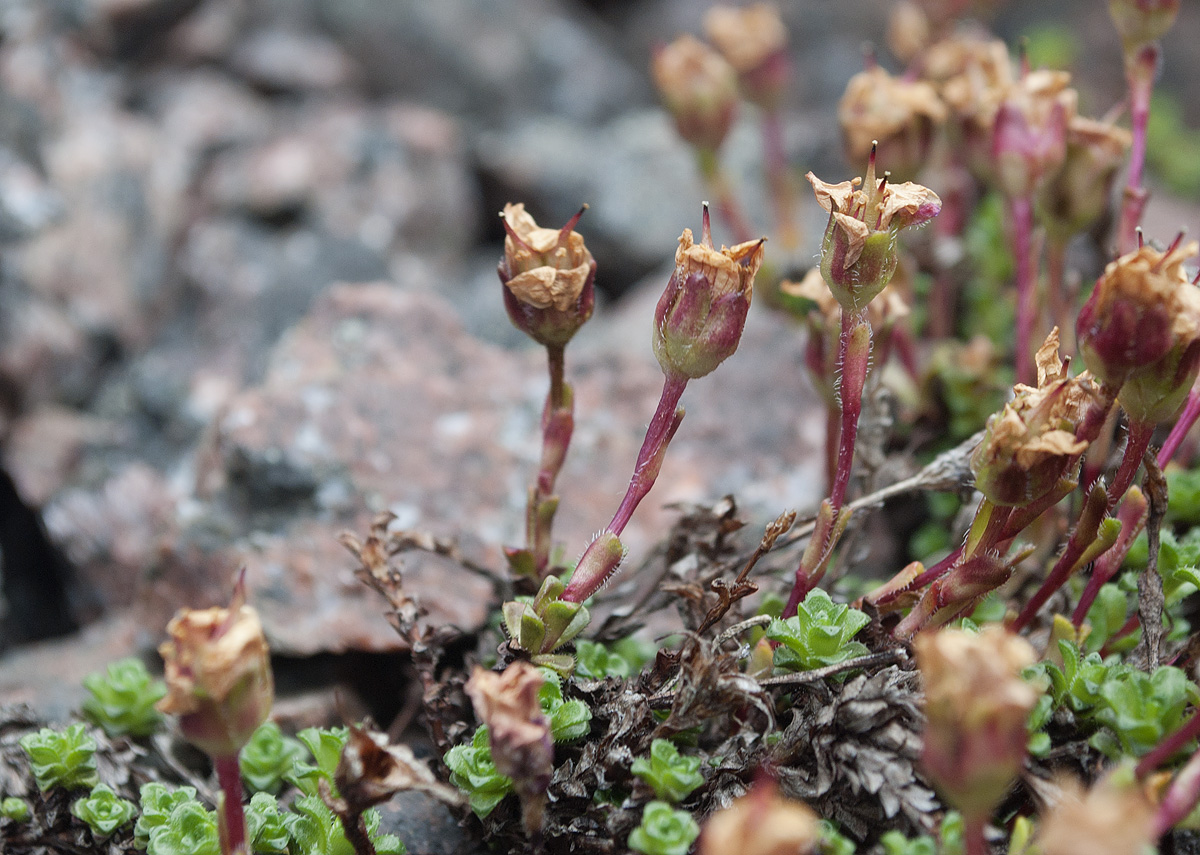 Изображение особи Saxifraga oppositifolia.