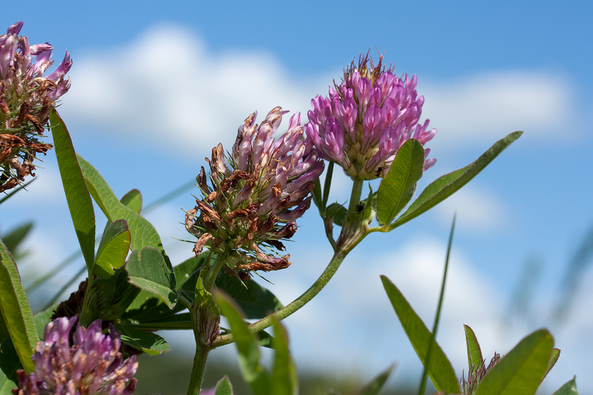 Изображение особи Trifolium medium.