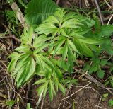 Paeonia anomala. Вегетирующее растение (вид сверху). Восточный Казахстан, Глубоковский р-н, окр. с. Тарханка, берег речки, зарастающий кустарниками и деревьями. 10.05.2017.