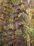 Lycopus europaeus
