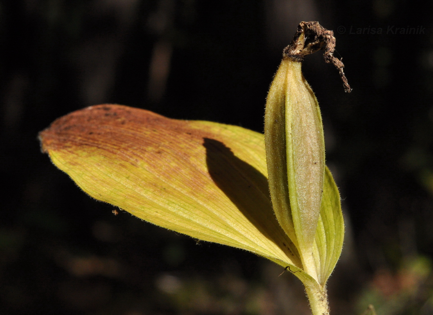 Image of Cypripedium calceolus specimen.