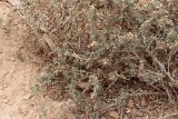 Atriplex semibaccata. Часть кроны плодоносящего кустарничка. Египет, между г. Эль-Дабаа и пос. Фука, залежь. 04.10.2017.