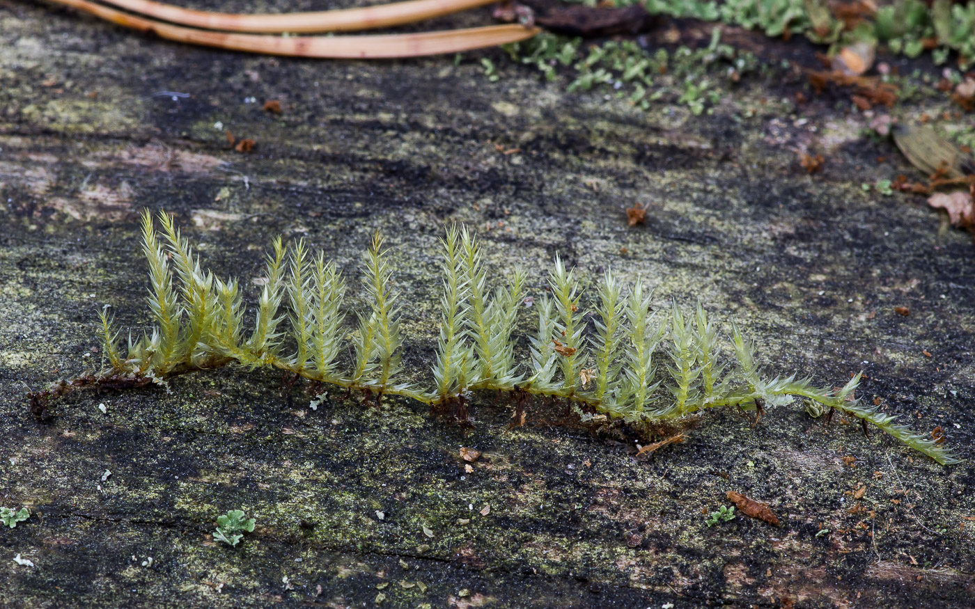 Image of Callicladium haldanianum specimen.