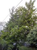 Nauclea orientalis