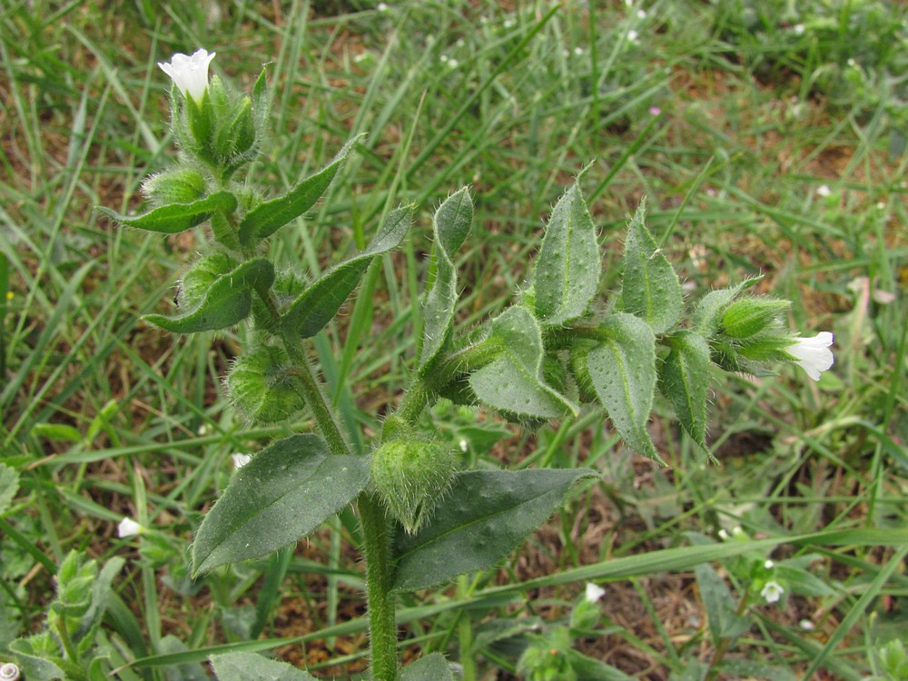 Изображение особи Nonea echioides.