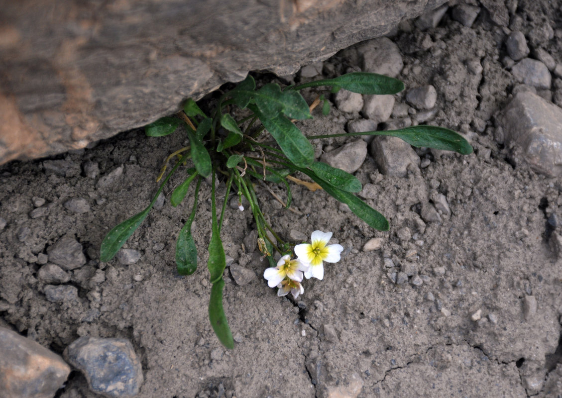 Изображение особи Chorispora sabulosa.