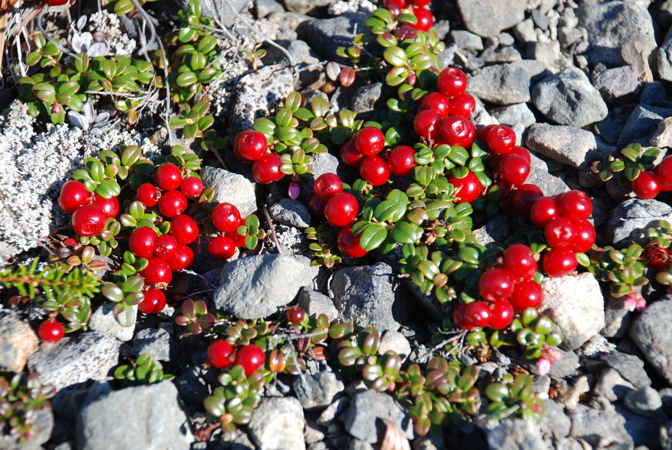 Image of Vaccinium vitis-idaea var. minus specimen.