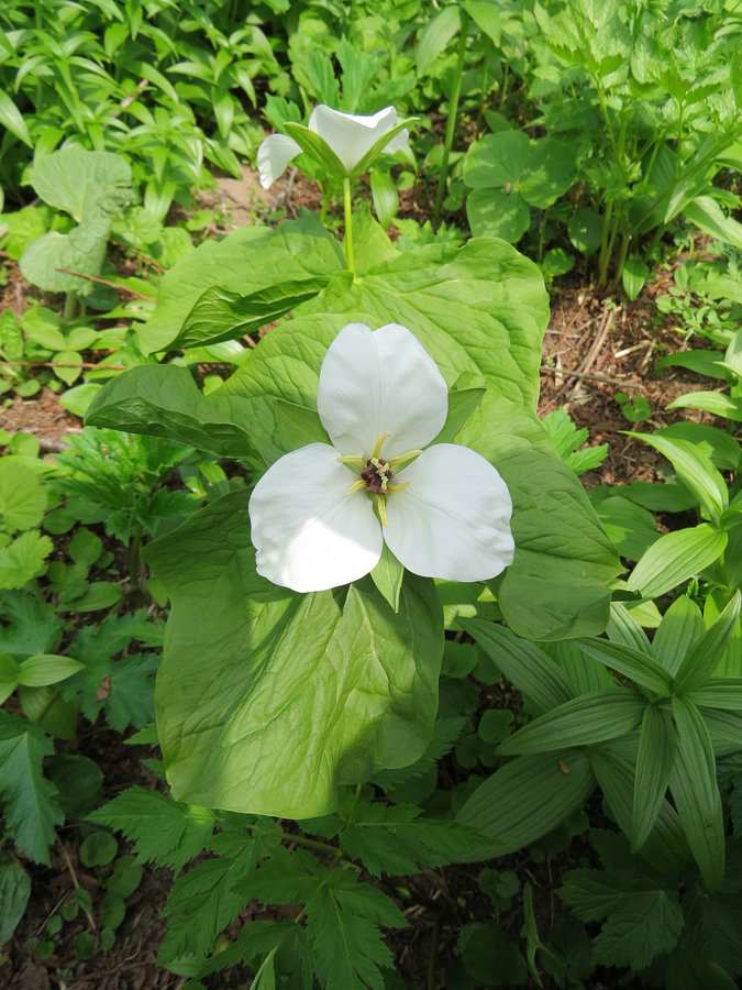 Image of Trillium camschatcense specimen.