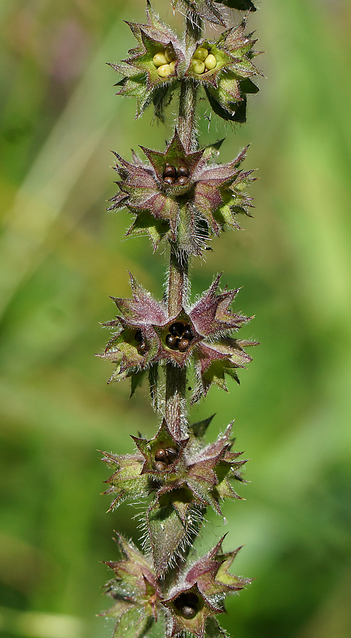 Изображение особи Stachys palustris.