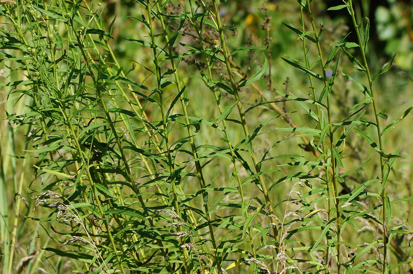 Image of Hieracium umbellatum specimen.