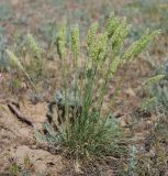 Koeleria macrantha. Цветущее растение. Волгоградская обл., оз. Эльтон. 21.05.2007.