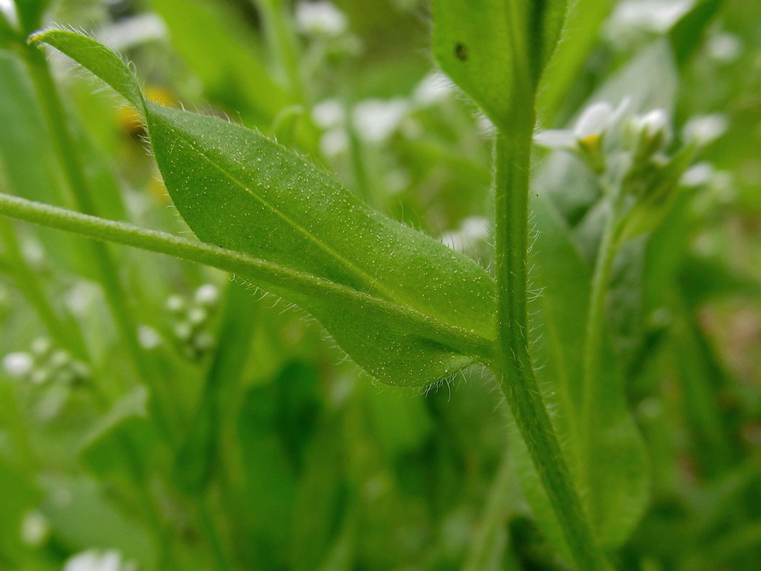 Image of Myosotis sylvatica specimen.