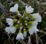 Cardamine pratensis