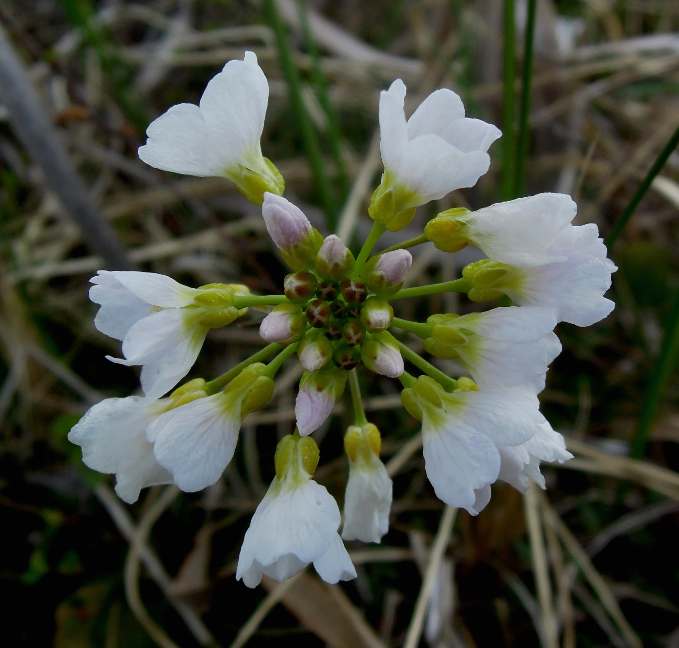 Изображение особи Cardamine pratensis.