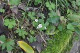 род Geranium. Цветущее растение. Южный Китай, провинция Хунань, парк Zhangjiajie National Forest Park, лес на вершинном плато. 07.10.2017.