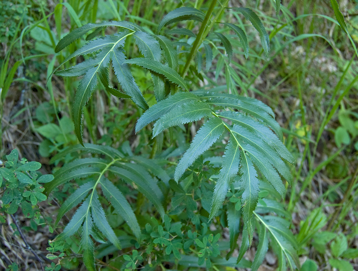 Image of Rhaponticoides ruthenica specimen.