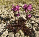 Pedicularis crassirostris. Цветущее растение. Кабардино-Балкария, Зольский р-н, северный склон Эльбруса, ур. Каменные Грибы, ≈ 3200 м н.у.м. 26.07.2011.