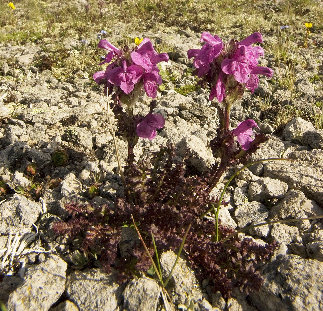 Изображение особи Pedicularis crassirostris.