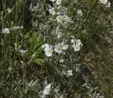 Cerastium biebersteinii