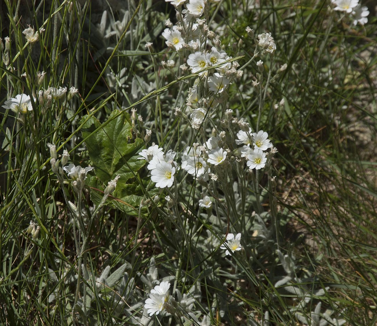 Image of Cerastium biebersteinii specimen.