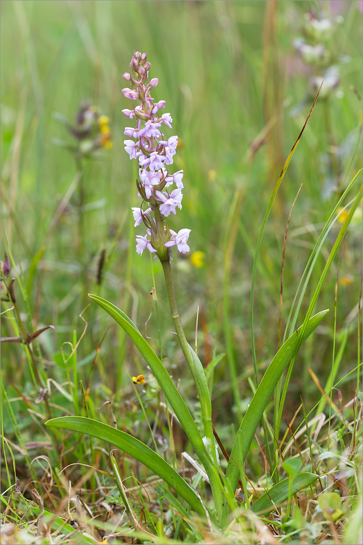 Изображение особи Gymnadenia conopsea.