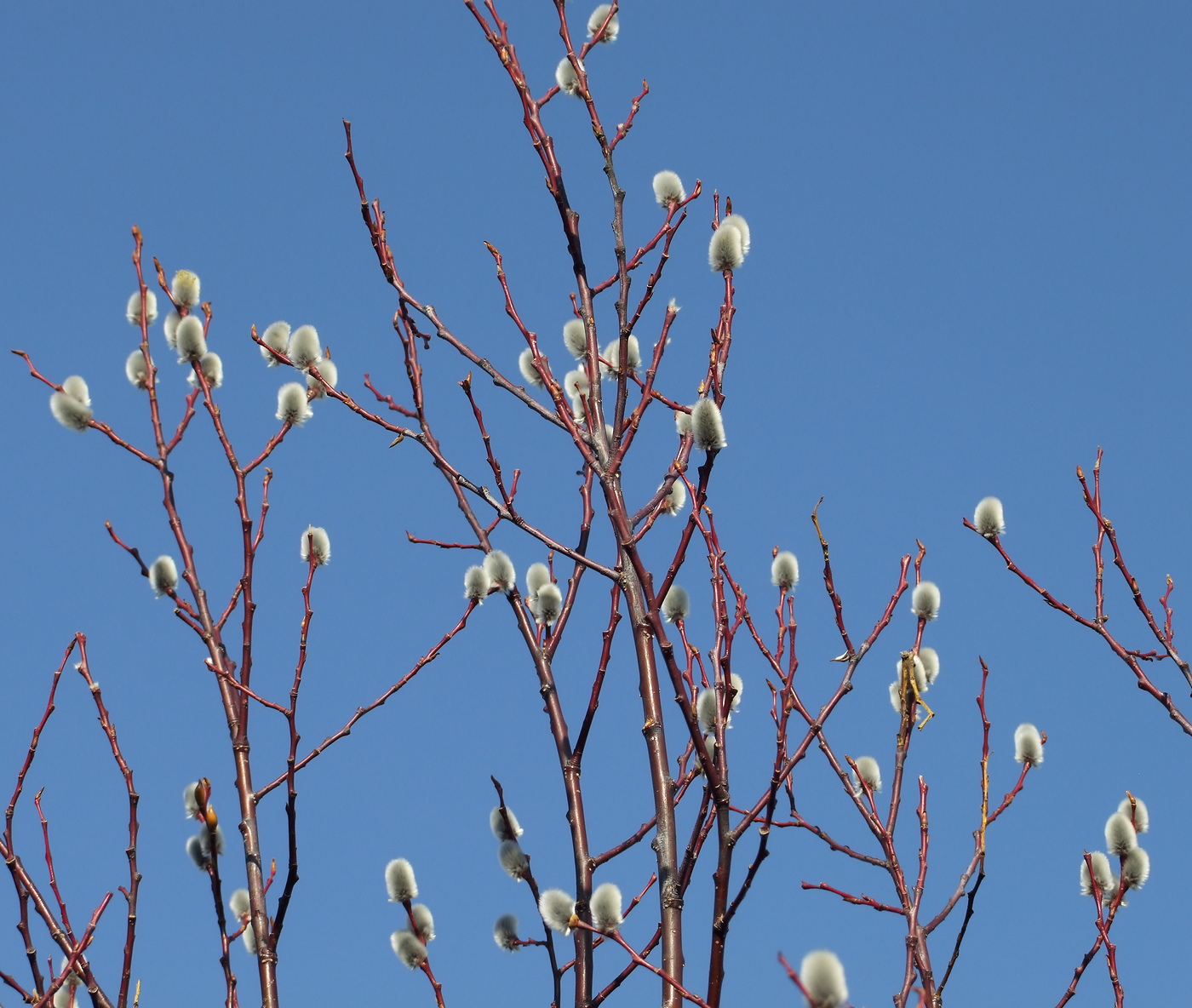 Image of Salix rorida specimen.