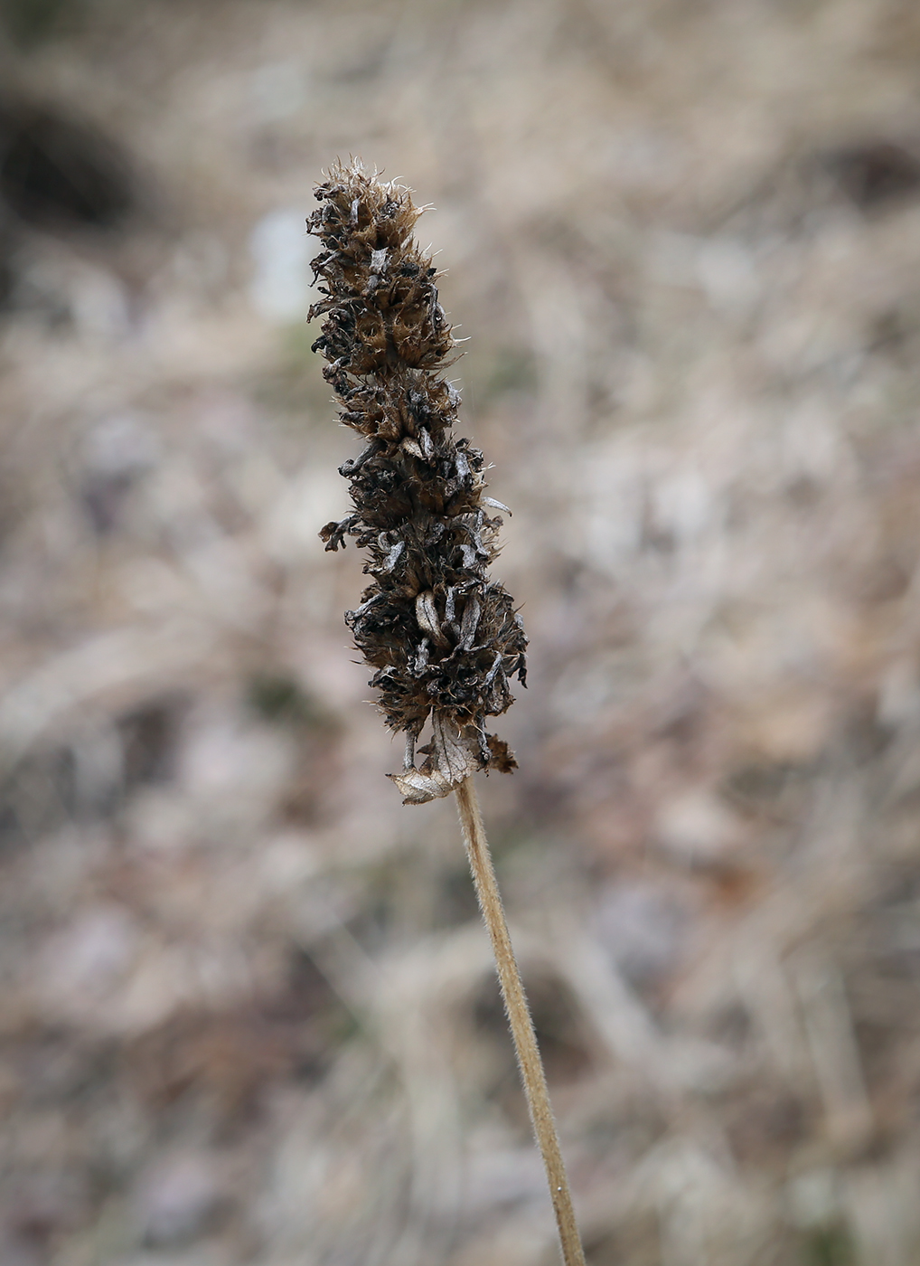 Image of Betonica officinalis specimen.
