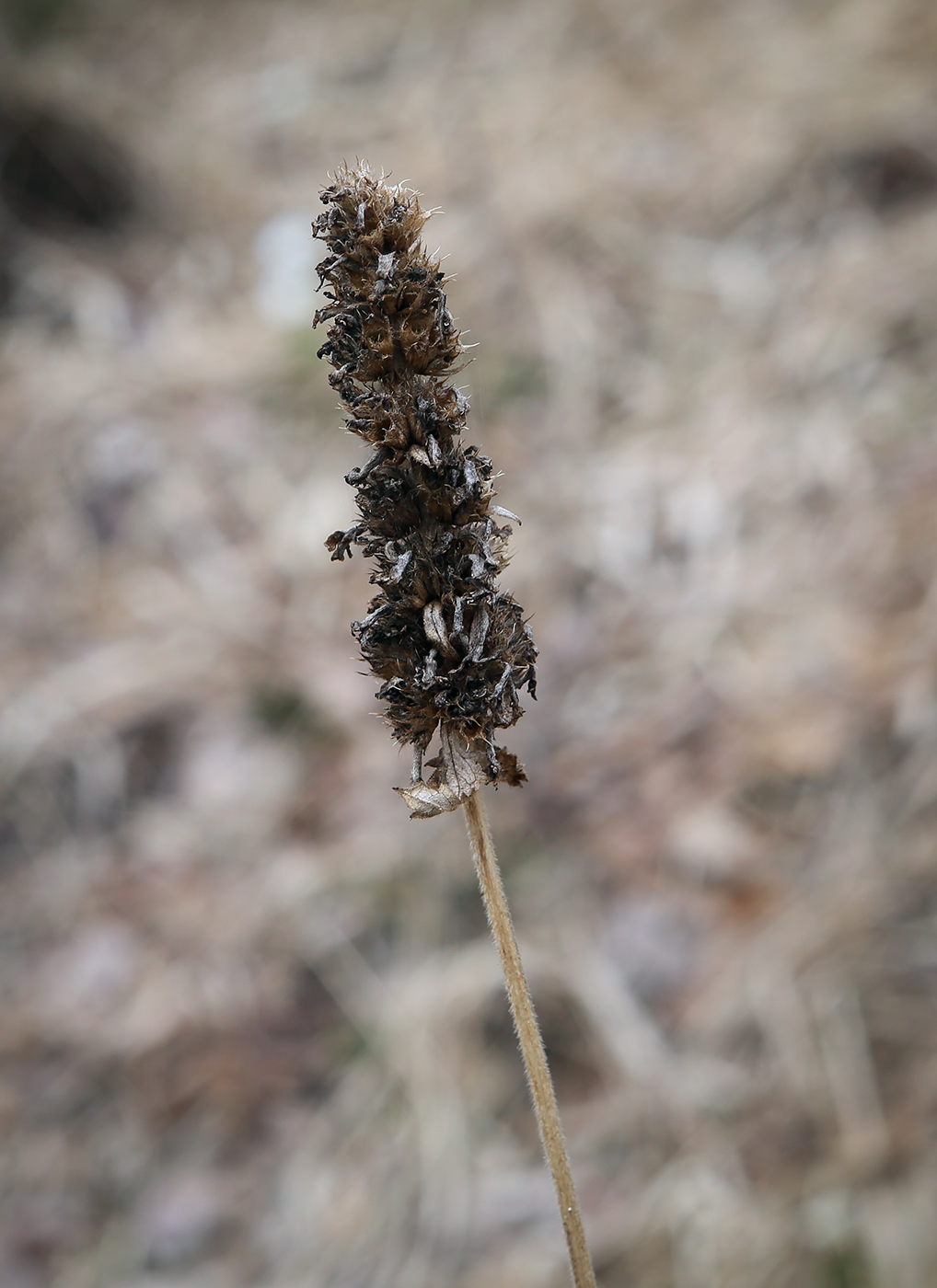 Изображение особи Betonica officinalis.