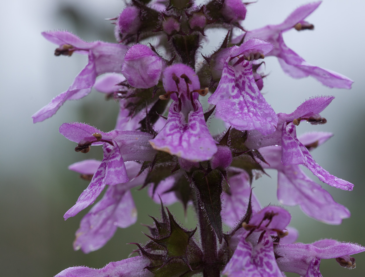 Изображение особи Stachys palustris.