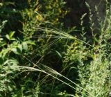 Stipa capillata