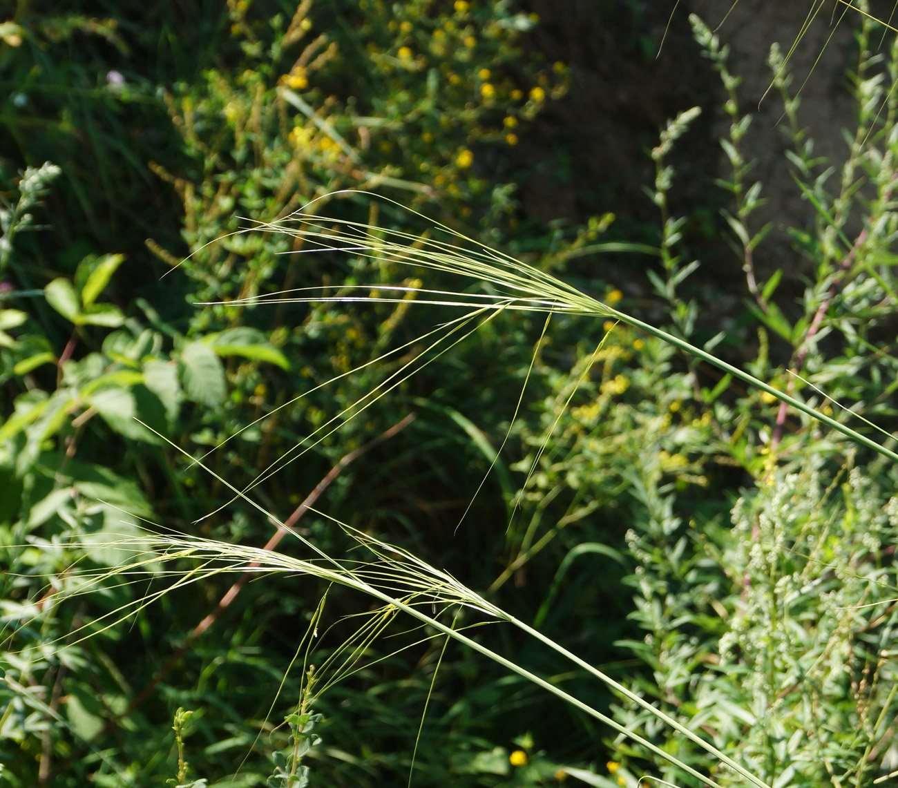 Изображение особи Stipa capillata.