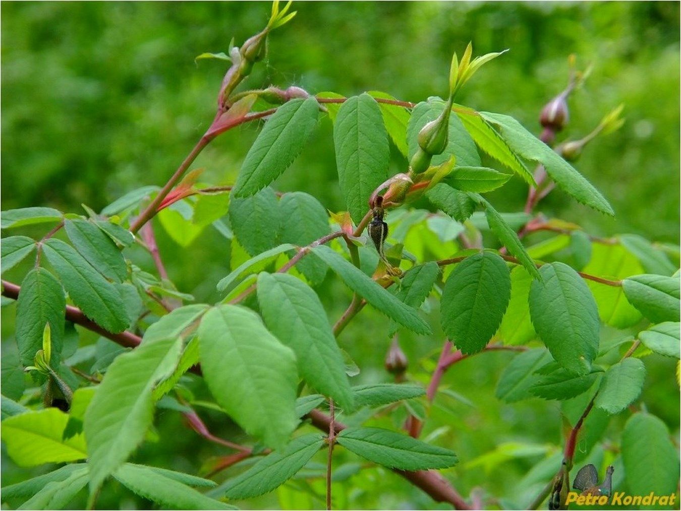 Image of Rosa canina specimen.