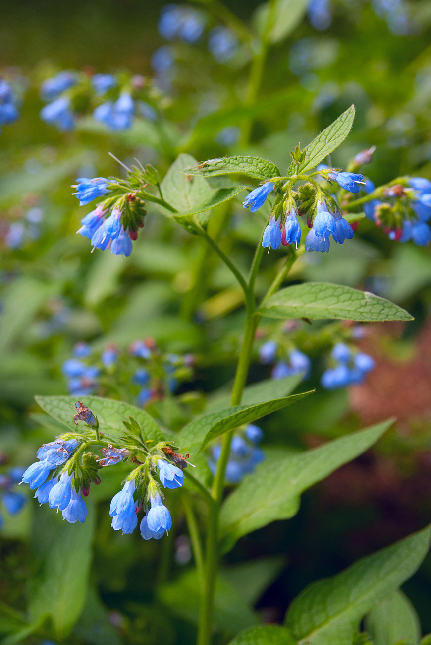 Изображение особи Symphytum caucasicum.