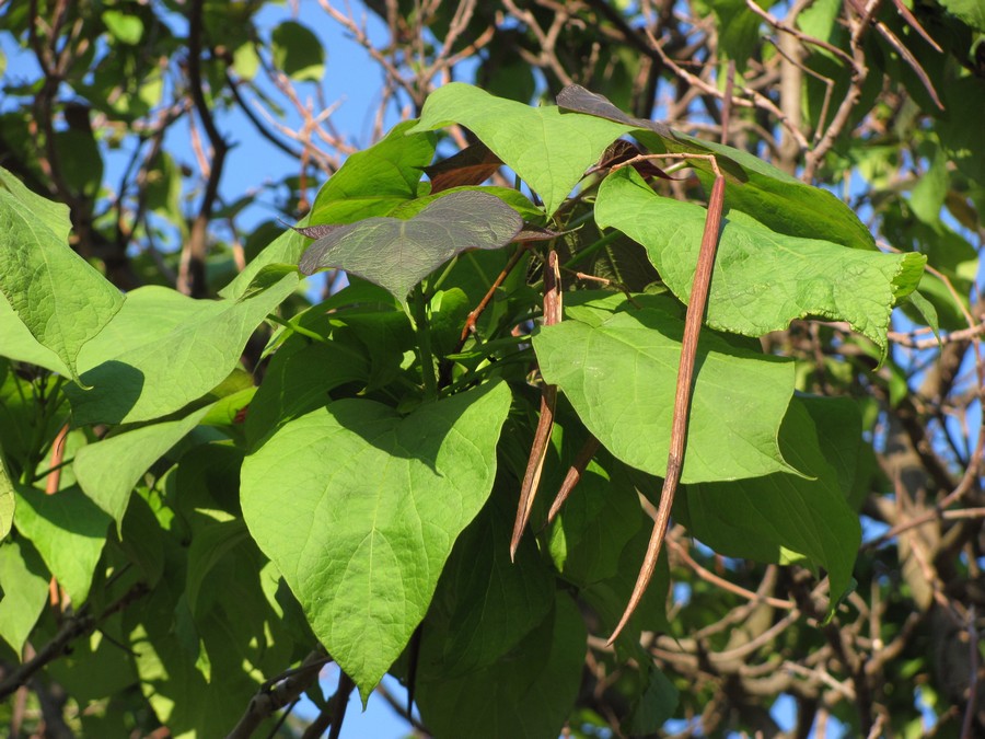 Image of Catalpa bignonioides specimen.