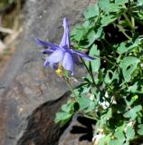 Aquilegia karatavica. Цветок. Казахстан, хребет Сырдарьинский Каратау, Центральный Каратау, поднятие Минжелке (Мынжилке, Мынжылги), восточный макросклон горы Бессаз, ущелье р. Итмурын в среднем течении, 1450 м н.у.м., скалы по правому берегу, в трещине отвесной стены. 9 июня 2018 г.