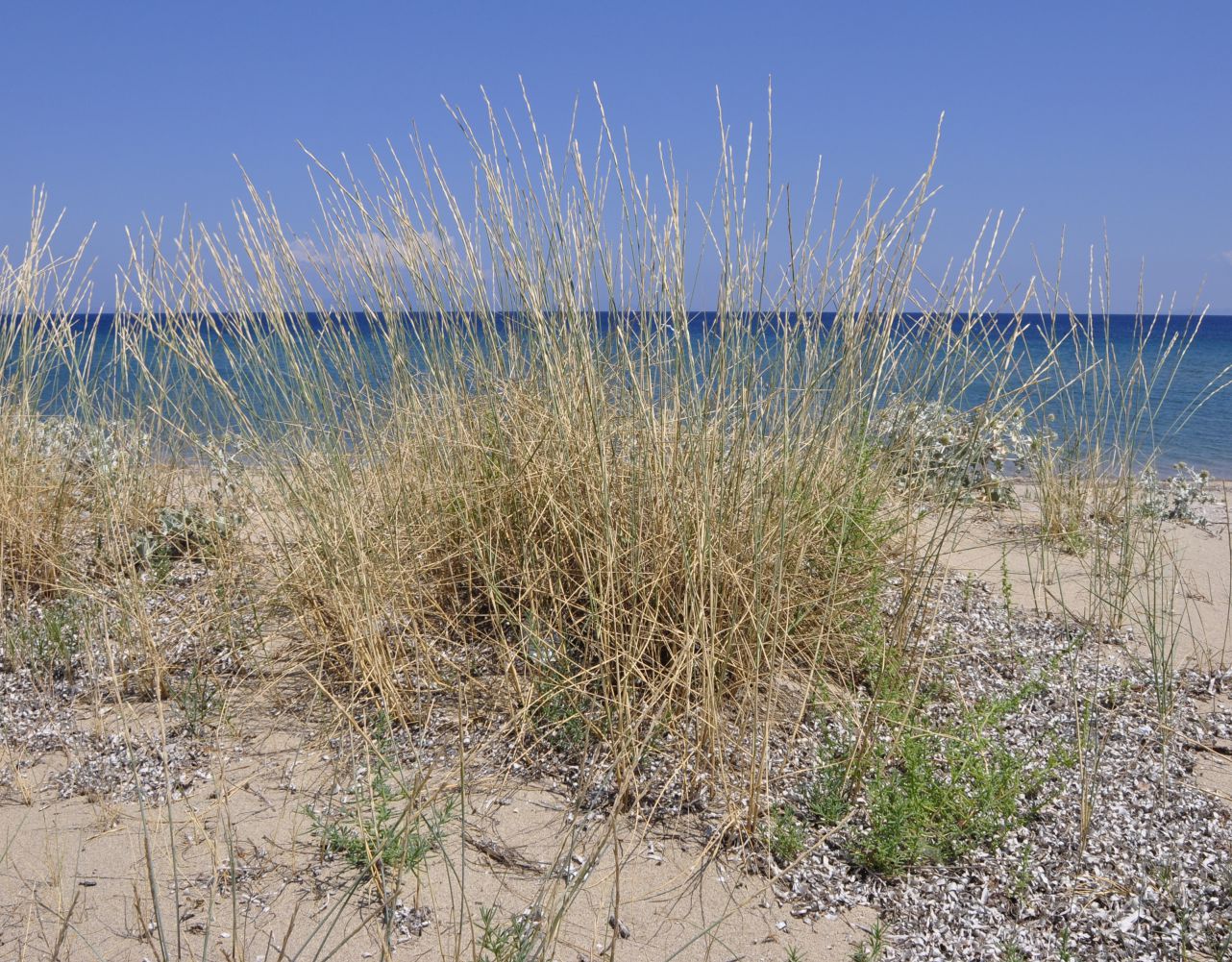 Image of Elytrigia juncea specimen.