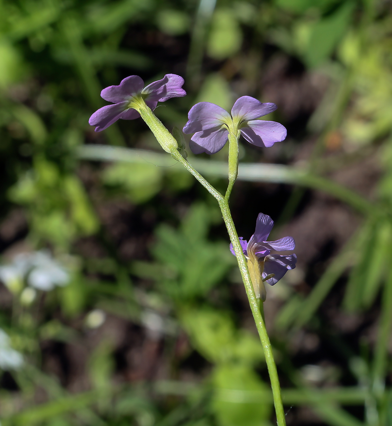 Image of Malcolmia maritima specimen.