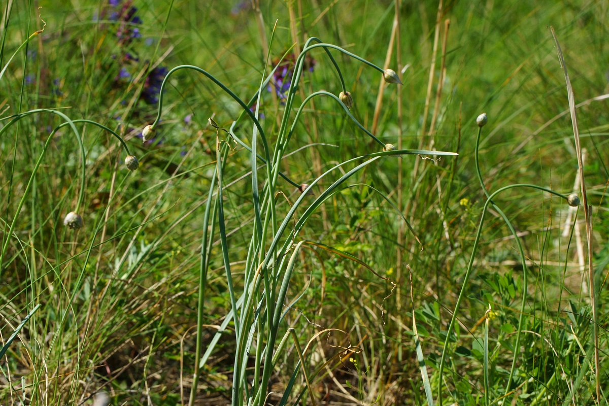 Image of Allium pallasii specimen.